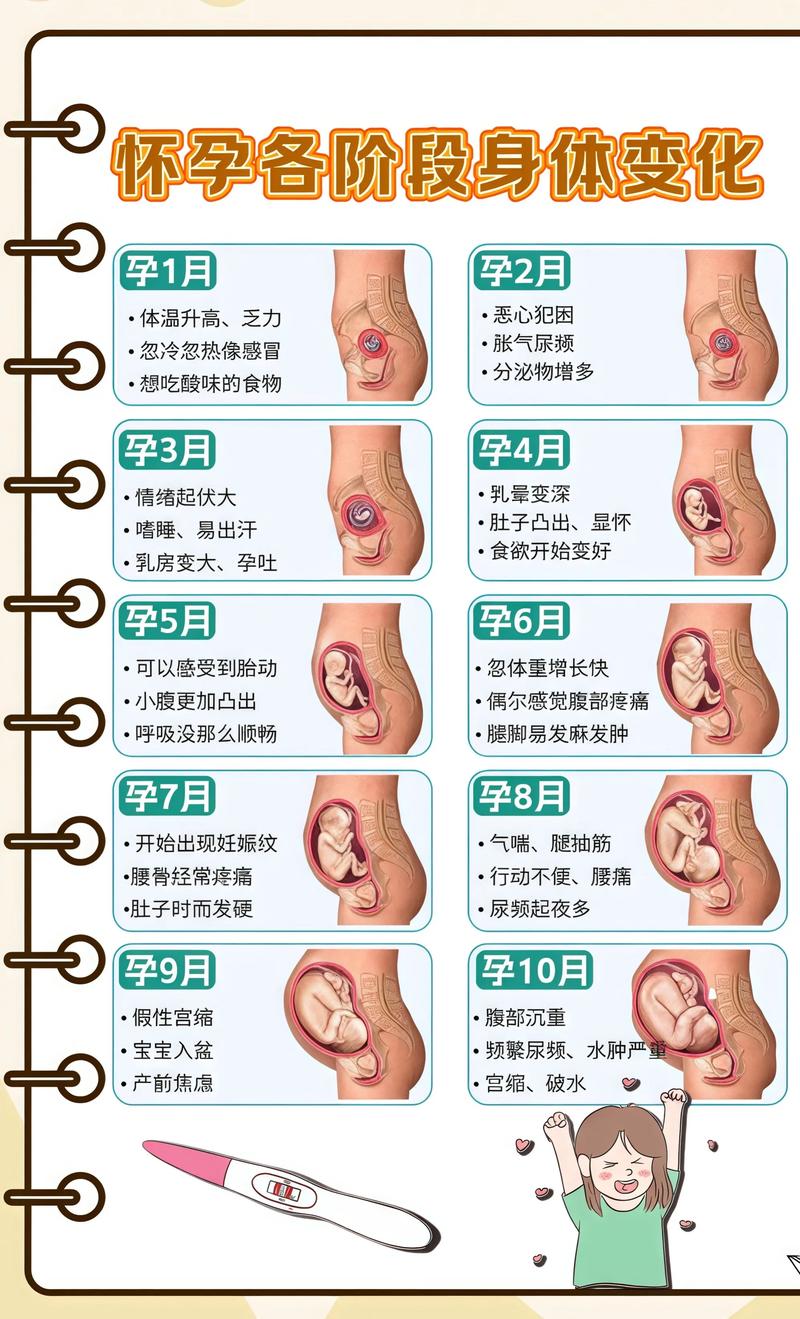 揭秘供卵代孕妈妈怀孕小腹分两节，孕期变化的奥秘淮南代生机构: